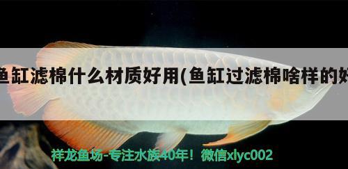 魚缸濾棉什么材質(zhì)好用(魚缸過濾棉啥樣的好) 龍鳳鯉魚