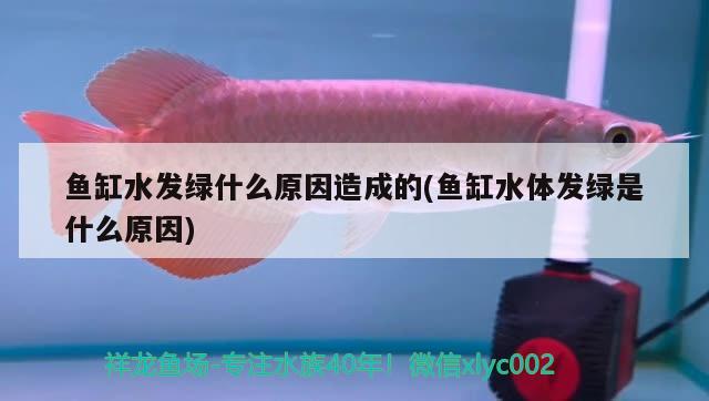 魚缸水發(fā)綠什么原因造成的(魚缸水體發(fā)綠是什么原因) 羽毛刀魚苗