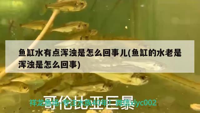 魚缸水有點渾濁是怎么回事兒(魚缸的水老是渾濁是怎么回事) 朱巴利魚