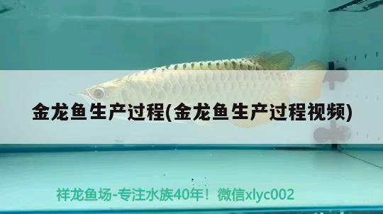 金龍魚生產(chǎn)過(guò)程(金龍魚生產(chǎn)過(guò)程視頻) 夢(mèng)幻雷龍魚