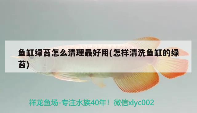 魚缸綠苔怎么清理最好用(怎樣清洗魚缸的綠苔) 其他益生菌