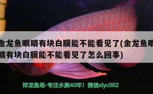 金龍魚(yú)眼睛有塊白膜能不能看見(jiàn)了(金龍魚(yú)眼睛有塊白膜能不能看見(jiàn)了怎么回事) 三間鼠魚(yú) 第4張