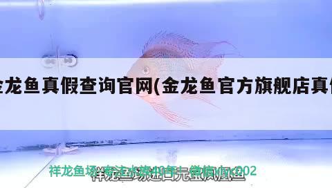 金龍魚真假查詢官網(wǎng)(金龍魚官方旗艦店真假) 黃金達摩魚