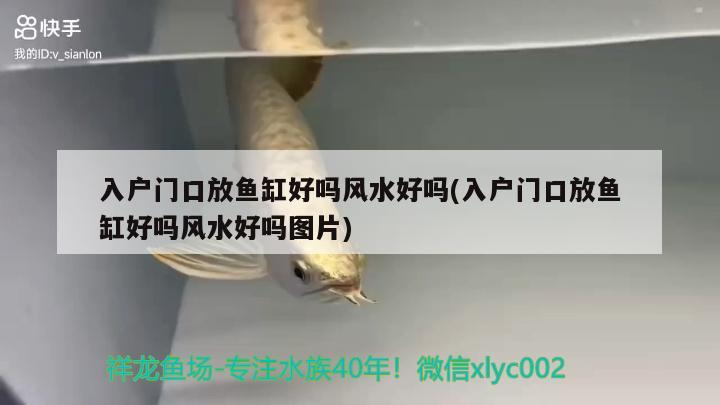 入戶門口放魚缸好嗎風水好嗎(入戶門口放魚缸好嗎風水好嗎圖片)