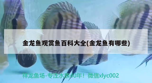 金龍魚觀賞魚百科大全(金龍魚有哪些) 祥龍水族護理水