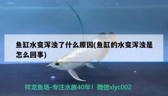 魚缸水變渾濁了什么原因(魚缸的水變渾濁是怎么回事)