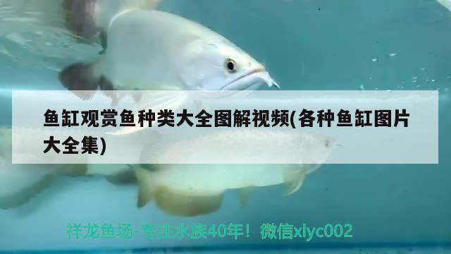 魚缸觀賞魚種類大全圖解視頻(各種魚缸圖片大全集)