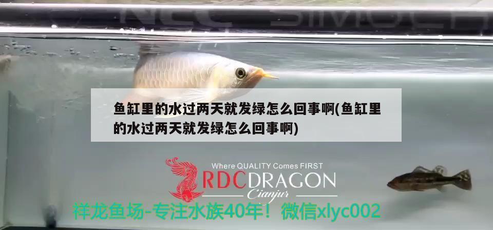 魚缸里的水過兩天就發(fā)綠怎么回事啊(魚缸里的水過兩天就發(fā)綠怎么回事啊) 綠皮辣椒小紅龍