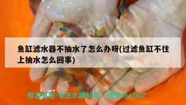 魚缸濾水器不抽水了怎么辦呀(過濾魚缸不往上抽水怎么回事) 藍底過背金龍魚