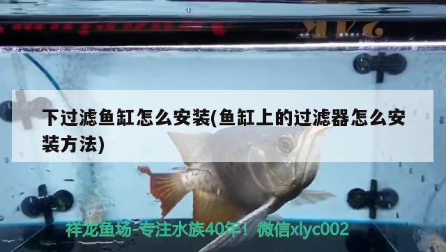 下過濾魚缸怎么安裝(魚缸上的過濾器怎么安裝方法) 魚缸/水族箱