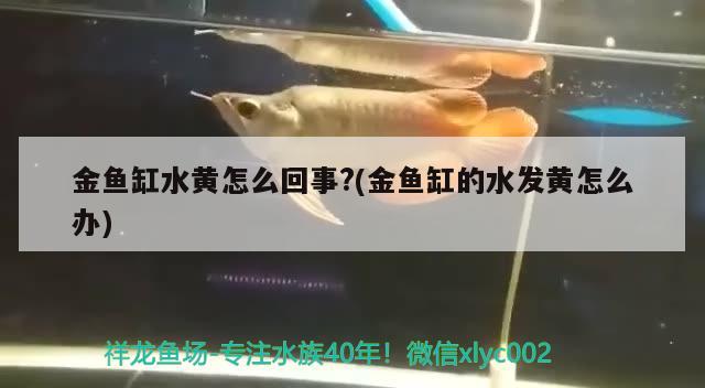 金魚缸水黃怎么回事?(金魚缸的水發(fā)黃怎么辦)