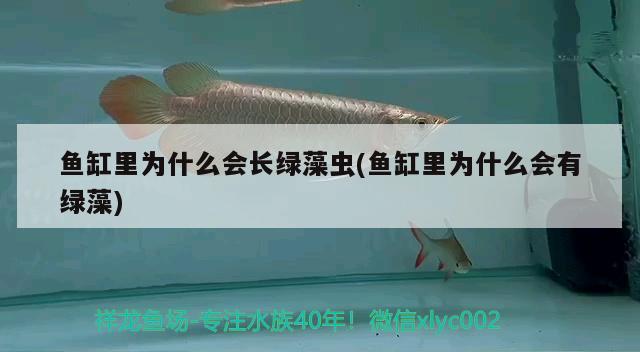 魚缸里為什么會(huì)長綠藻蟲(魚缸里為什么會(huì)有綠藻) 定時(shí)器/自控系統(tǒng)