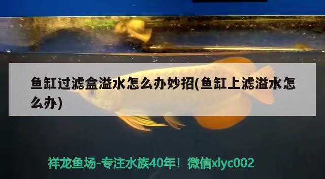 魚缸過濾盒溢水怎么辦妙招(魚缸上濾溢水怎么辦) 暹羅巨鯉