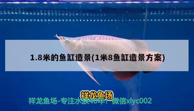 1.8米的魚缸造景(1米8魚缸造景方案)