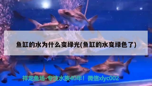 魚缸的水為什么變綠光(魚缸的水變綠色了) 野彩魚