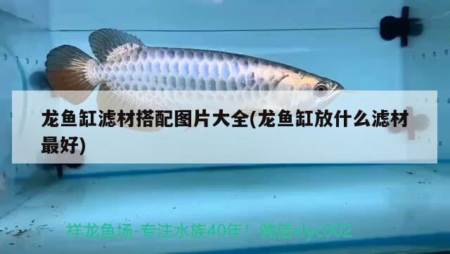 龍魚缸濾材搭配圖片大全(龍魚缸放什么濾材最好)