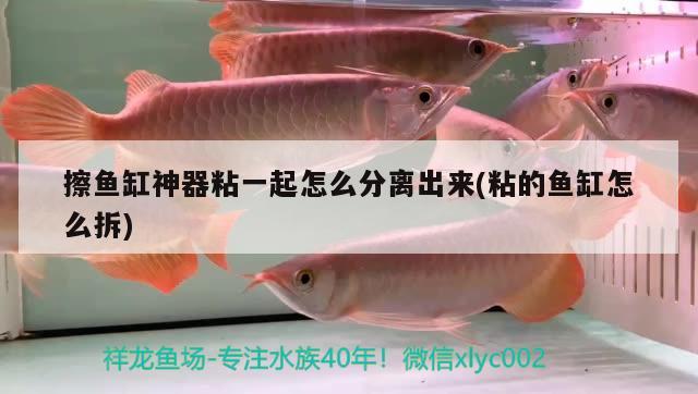 擦魚缸神器粘一起怎么分離出來(粘的魚缸怎么拆) 虎斑恐龍魚