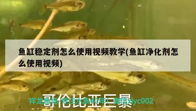 魚缸穩(wěn)定劑怎么使用視頻教學(魚缸凈化劑怎么使用視頻) 虎魚百科