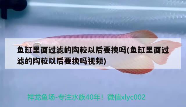 魚缸里面過濾的陶粒以后要換嗎(魚缸里面過濾的陶粒以后要換嗎視頻) 觀賞魚企業(yè)目錄