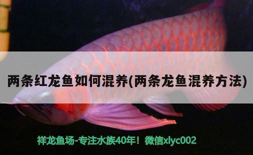 兩條紅龍魚如何混養(yǎng)(兩條龍魚混養(yǎng)方法)