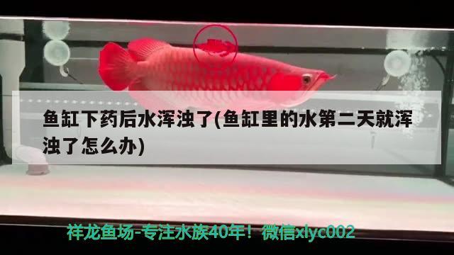 魚缸下藥后水渾濁了(魚缸里的水第二天就渾濁了怎么辦) 黃金眼鏡蛇雷龍魚