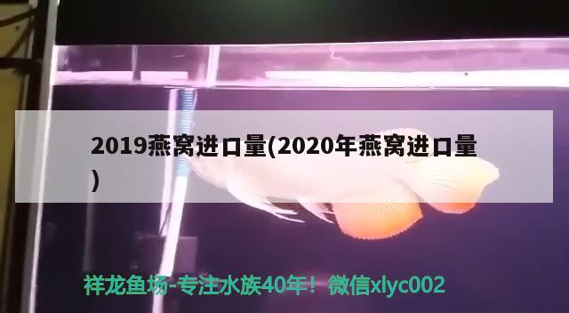 2019燕窩進口量(2020年燕窩進口量) 馬來西亞燕窩