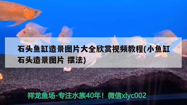 石頭魚缸造景圖片大全欣賞視頻教程(小魚缸石頭造景圖片擺法)