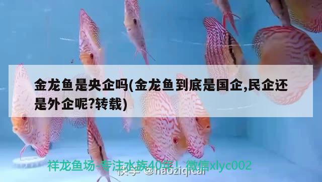 金龍魚是央企嗎(金龍魚到底是國(guó)企,民企還是外企呢?轉(zhuǎn)載) PH調(diào)節(jié)劑