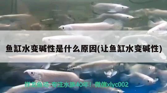 魚缸水變堿性是什么原因(讓魚缸水變堿性) 水族用品