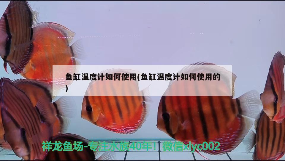 魚缸溫度計如何使用(魚缸溫度計如何使用的) 觀賞魚批發(fā)