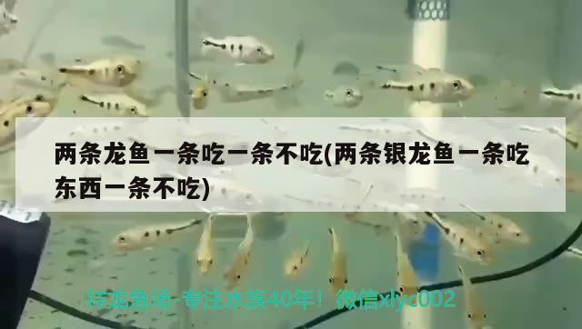 兩條龍魚一條吃一條不吃(兩條銀龍魚一條吃東西一條不吃)