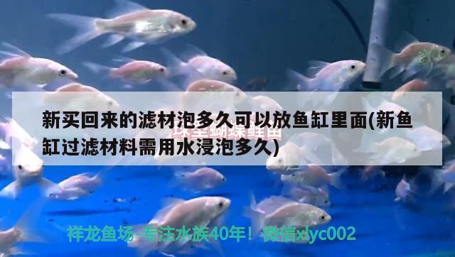 新買(mǎi)回來(lái)的濾材泡多久可以放魚(yú)缸里面(新魚(yú)缸過(guò)濾材料需用水浸泡多久) 新加坡號(hào)半紅龍魚(yú)（練手級(jí)紅龍魚(yú)）