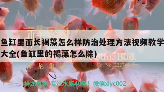 魚缸里面長褐藻怎么樣防治處理方法視頻教學(xué)大全(魚缸里的褐藻怎么除)