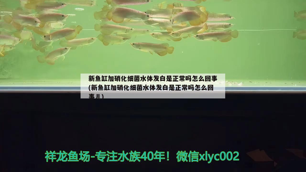 新魚缸加硝化細(xì)菌水體發(fā)白是正常嗎怎么回事(新魚缸加硝化細(xì)菌水體發(fā)白是正常嗎怎么回事兒) 硝化細(xì)菌