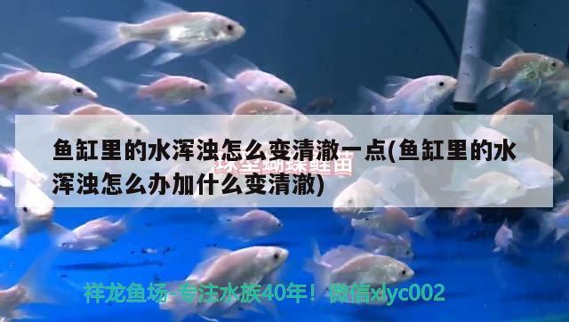 魚缸里的水渾濁怎么變清澈一點(diǎn)(魚缸里的水渾濁怎么辦加什么變清澈) 海象魚