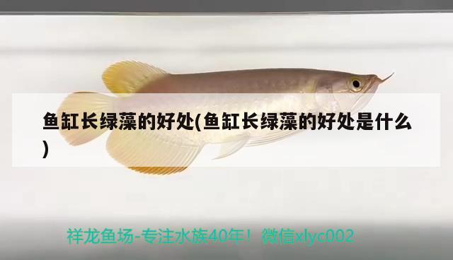 魚缸長綠藻的好處(魚缸長綠藻的好處是什么)