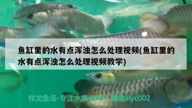 魚(yú)缸里的水有點(diǎn)渾濁怎么處理視頻(魚(yú)缸里的水有點(diǎn)渾濁怎么處理視頻教學(xué)) 大日玉鯖魚(yú)