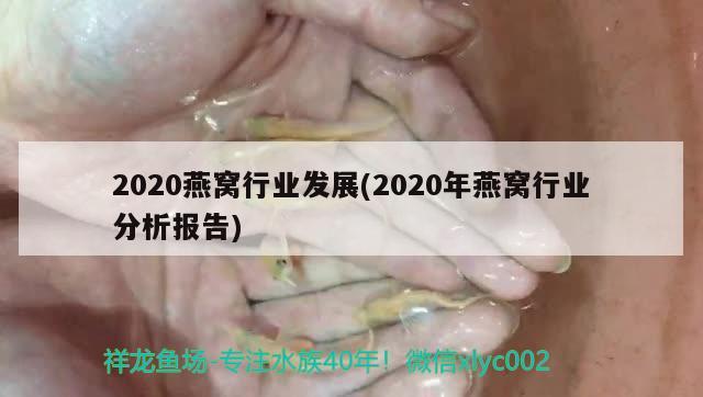 2020燕窩行業(yè)發(fā)展(2020年燕窩行業(yè)分析報(bào)告)