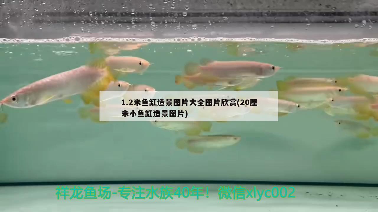 1.2米魚缸造景圖片大全圖片欣賞(20厘米小魚缸造景圖片) 祥龍金禾金龍魚