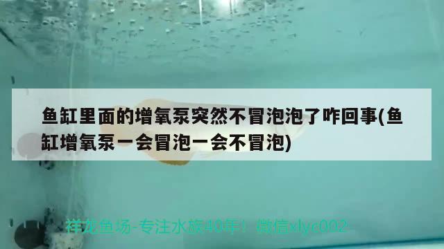 魚缸里面的增氧泵突然不冒泡泡了咋回事(魚缸增氧泵一會(huì)冒泡一會(huì)不冒泡)