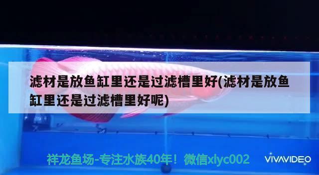 濾材是放魚(yú)缸里還是過(guò)濾槽里好(濾材是放魚(yú)缸里還是過(guò)濾槽里好呢)