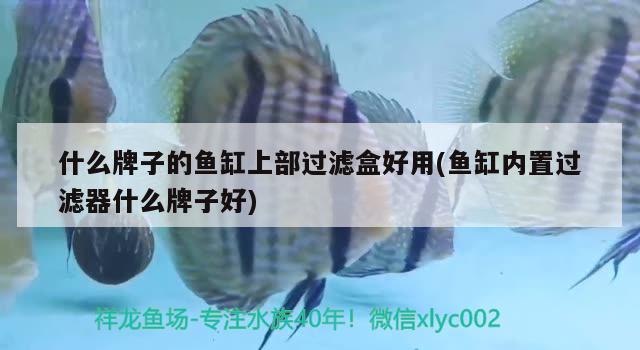 什么牌子的魚缸上部過濾盒好用(魚缸內(nèi)置過濾器什么牌子好) 黃金斑馬魚