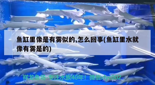 魚缸里像是有霧似的,怎么回事(魚缸里水就像有霧是的)