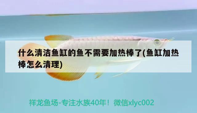 什么清潔魚缸的魚不需要加熱棒了(魚缸加熱棒怎么清理)