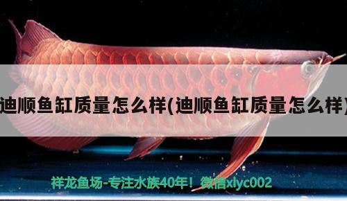 迪順魚缸質(zhì)量怎么樣(迪順魚缸質(zhì)量怎么樣)