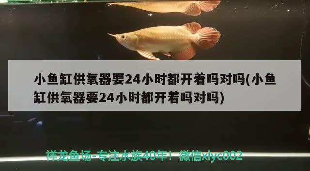 小魚缸供氧器要24小時都開著嗎對嗎(小魚缸供氧器要24小時都開著嗎對嗎) 成吉思汗鯊（球鯊）魚