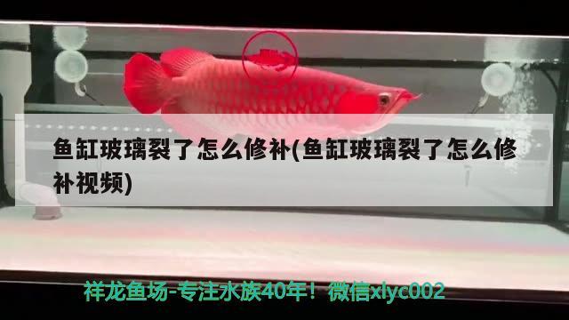 魚缸玻璃裂了怎么修補(魚缸玻璃裂了怎么修補視頻) 金三間魚