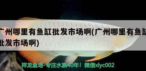 廣州哪里有魚缸批發(fā)市場啊(廣州哪里有魚缸批發(fā)市場啊)