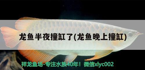 龍魚(yú)半夜撞缸了(龍魚(yú)晚上撞缸)