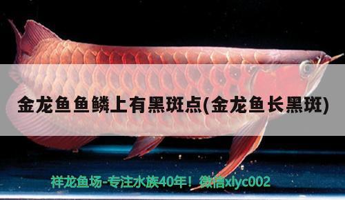 金龍魚魚鱗上有黑斑點(diǎn)(金龍魚長黑斑)